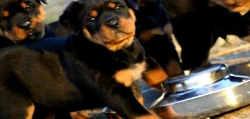 Bahçeli Evinizi Korumak İstiyorsanız Köpeğinizin Irkı Ne Olmalıdır