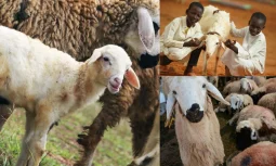 Kurban Kesme Süreci Nasıl Olmalıdır?