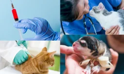 Nöbetçi Veteriner Seçerken Nelere Dikkat Etmelisiniz?