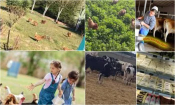 Uzun Ömürlü Süt Mü, Organik Süt Mü Tercih Edilmeli?