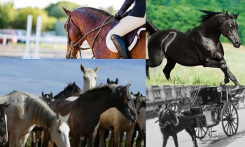 Atlar: Gücün ve Asaletin Simgesi