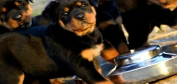 Bahçeli Evinizi Korumak İstiyorsanız Köpeğinizin Irkı Ne Olmalıdır