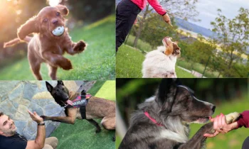 Temel Köpek Eğitimi İlkeleri