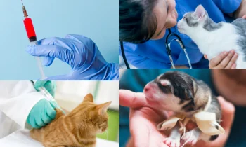 Nöbetçi Veteriner Seçerken Nelere Dikkat Etmelisiniz?