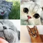 The State of Cats Before Domestication