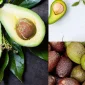 Avokadonun Besin Değeri ve Sağlığa Katkıları