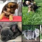 Yavru Köpeklerde Tasma Ve Kayış Kullanımı?