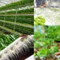 Hydroponics Bitkiler