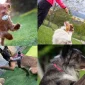 Temel Köpek Eğitimi İlkeleri