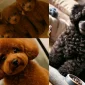 Toy Poodle Fiyatları ve Sahiplenme Sürecinde Dikkat Edilmesi Gerekenler