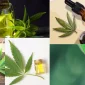 Cbd Yağı Nedir, Ne İşe Yarar ?