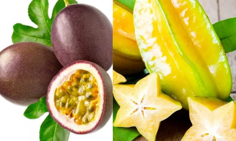 tropikalmeyve-2-li-1